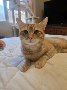 Rescue Domestic Short Hair Cats for Adoption in Chandler, Arizona - Chester Purrington | PetCurious