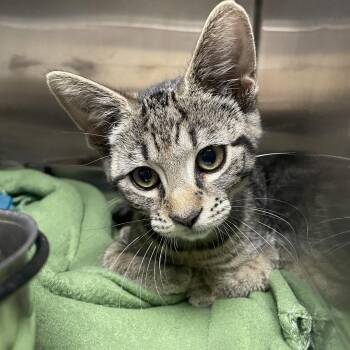 Popsicle -  Domestic Short Hair Cat for Adoption in Windsor, Virginia - Popsicle | PetCurious