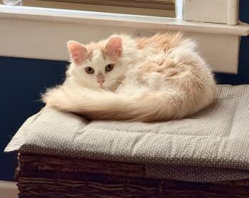 Domestic Long Hair Cats Available for Adoption - Valen | PetCurious