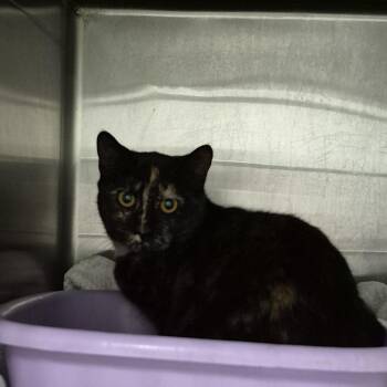 Spicy Nugget -  Domestic Short Hair Cat for Adoption in Ardmore, Oklahoma - Spicy Nugget | PetCurious