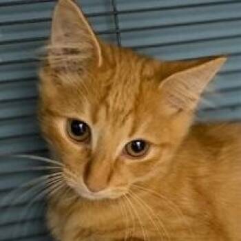 Rescue Domestic Medium Hair Cats for Adoption in Ocean Isle Beach, North Carolina - Omar | PetCurious