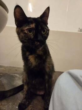 Domestic Short Hair Cats Available for Adoption in Plymouth, Michigan - Mommy Mummy (FIV+) | PetCurious