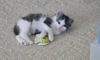 Willow -  Domestic Short Hair Cat for Adoption in Honolulu, Hawaii - Willow | PetCurious