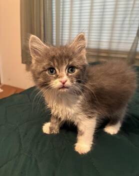 Domestic Short Hair Cats Available for Adoption in Batesville, Arkansas - Mr. Mittens | PetCurious