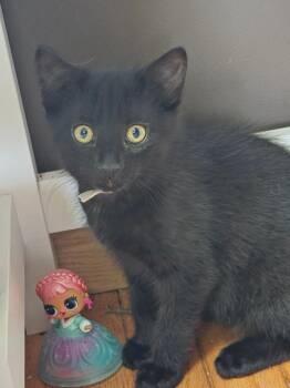 Allan 2 -  Domestic Short Hair Cat for Adoption in Arthur, Ontario - Allan 2 | PetCurious