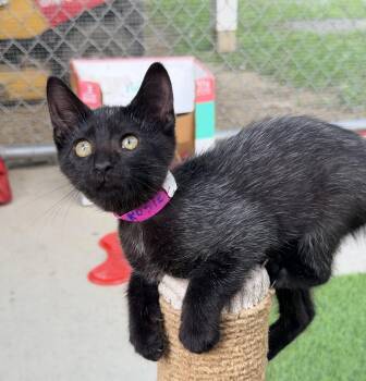 Rosie -  Domestic Short Hair Cat for Adoption in Pittsburgh, Pennsylvania - Rosie | PetCurious