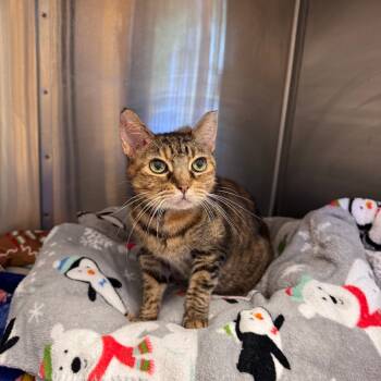 Rescue Domestic Short Hair Cats for Adoption in Austin, Texas - Lula Mae | PetCurious
