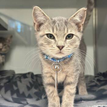NCR9101 Cameo -  Domestic Short Hair Cat for Adoption in Port Washington, New York - NCR9101 Cameo | PetCurious