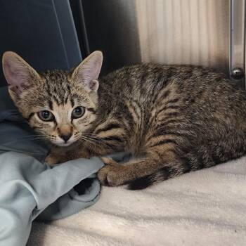 Tootsie -  Domestic Short Hair Cat for Adoption in Manhattan, Kansas - Tootsie | PetCurious