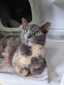 Domestic Short Hair Cats Available for Adoption in Oconto, Wisconsin - Jolene | PetCurious