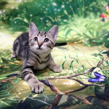 Stormy -  Domestic Short Hair Cat for Adoption in Fairway, Kansas - Stormy | PetCurious