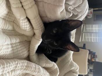 Rescue Domestic Short Hair Cats for Adoption in Frederick, Maryland - Macho | PetCurious