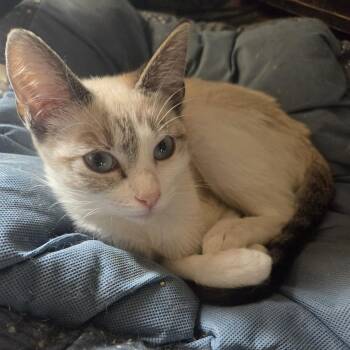 Sandy -  Siamese Cat for Adoption in Mount Vernon, Arkansas - Sandy | PetCurious