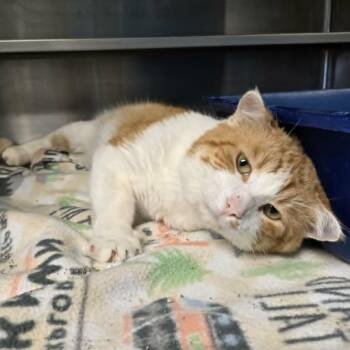Clayton -  Domestic Short Hair Cat for Adoption in Watertown, Wisconsin - Clayton | PetCurious