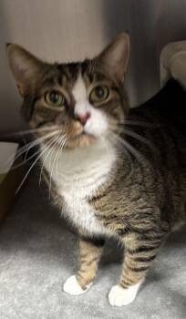 Domestic Short Hair Cats Available for Adoption in North Charleston, South Carolina - 92036a Little Boy-PetSmart West Ashley | PetCurious