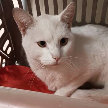 Rescue Domestic Short Hair Cats for Adoption in Memphis, Tennessee - Ricotta | PetCurious