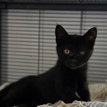 Denim -  Domestic Short Hair Cat for Adoption in Muncie, Indiana - Denim | PetCurious