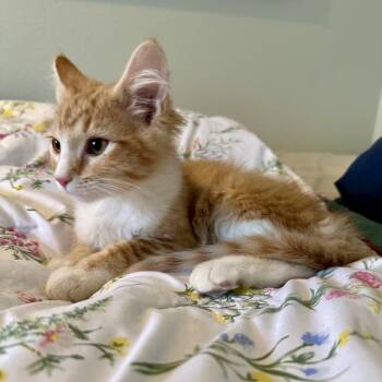 Pancake -  Domestic Medium Hair Cat for Adoption in Spokane, Washington - Pancake | PetCurious