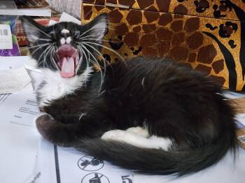 Naileena (FCID# 07/07/2026 - 4) C -  Domestic Short Hair Cat for Adoption in Greenville, Delaware - Naileena (FCID# 07/07/2026 - 4) C | PetCurious