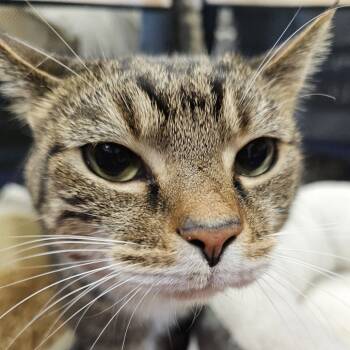 Rescue Domestic Short Hair Cats for Adoption in Cumming, Georgia - Jasper | PetCurious