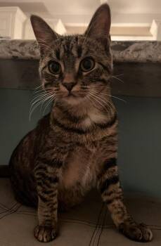 Rescue Domestic Short Hair Cats for Adoption in Effingham, Illinois - Sally | PetCurious