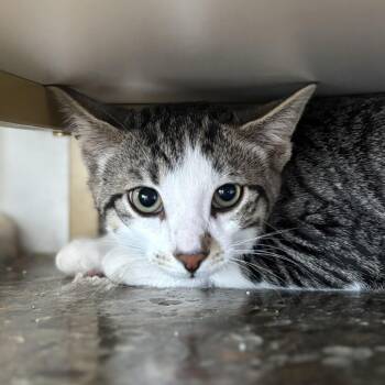Kerplunk -  Domestic Short Hair Cat for Adoption in Louisville, Kentucky - Kerplunk | PetCurious