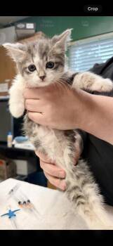 Sleepy -  Domestic Short Hair Cat for Adoption in Kansas City, Missouri - Sleepy | PetCurious