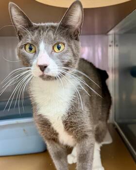 Luna (bonded w/Leo) -  Domestic Short Hair Cat for Adoption in Oakland, California - Luna (bonded W/Leo) | PetCurious