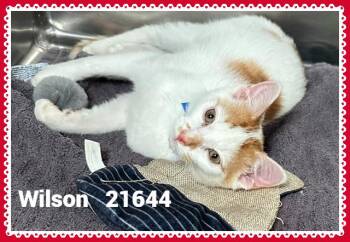 WILSON (ALSO SEE PARKER & HARRIET) -  Domestic Short Hair Cat for Adoption in Marietta, Georgia - WILSON (ALSO SEE PARKER & HARRIET) | PetCurious