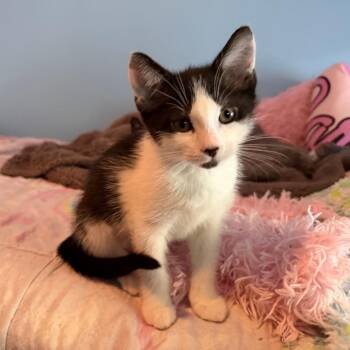 Moo -  Domestic Short Hair Cat for Adoption in Philadelphia, Pennsylvania - Moo | PetCurious