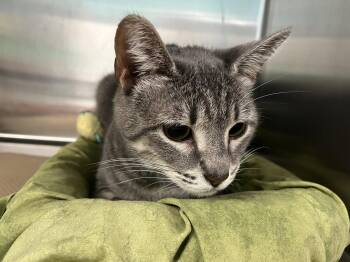 Rosa (TAS 13) -  Domestic Short Hair Cat for Adoption in Trenton, New Jersey - Rosa (TAS 13) | PetCurious
