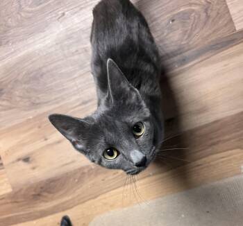 Rescue Domestic Short Hair Cats for Adoption in Pekin, Illinois - Sunshine | PetCurious