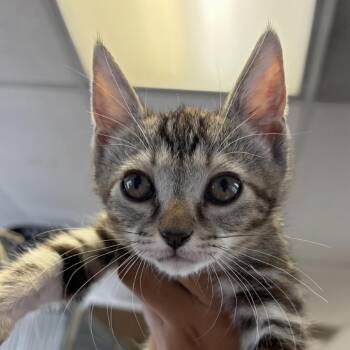 Clover -  Domestic Short Hair Cat for Adoption in Goleta, California - Clover | PetCurious
