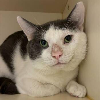 Domestic Short Hair Cats Available for Adoption in Dayton, Ohio - Dolphin | PetCurious