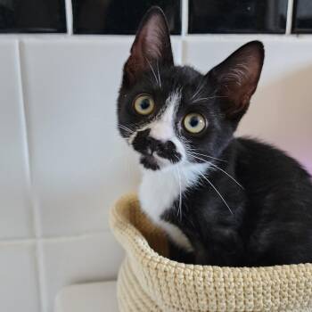Oreo -  Domestic Short Hair Cat for Adoption in Chicago, Illinois - Oreo | PetCurious