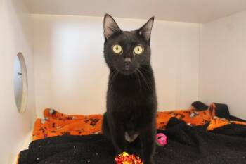 Magical Department of Complaints -  Domestic Short Hair Cat for Adoption in Chestertown, Maryland - Magical Department Of Complaints | PetCurious