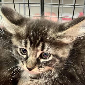 111794 -  Domestic Medium Hair Cat for Adoption in Las Cruces, New Mexico - 111794 | PetCurious