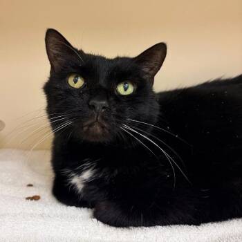 Domestic Short Hair Cats Available for Adoption - Limerick | PetCurious