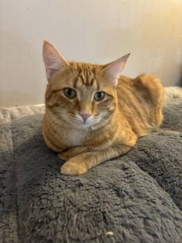Boeing -  Domestic Short Hair Cat Available for Adoption in Ridgetown, Ontario - Boeing | PetCurious