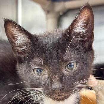 Millie -  Domestic Short Hair Cat for Adoption in Kennebunk, Maine - Millie | PetCurious