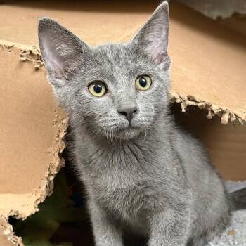 Ensure -  Domestic Short Hair Cat for Adoption in Des Moines, Iowa - Ensure | PetCurious