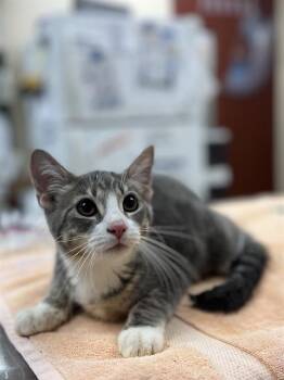 DEXTER -  Domestic Short Hair Cat for Adoption in Aliquippa, Pennsylvania - DEXTER | PetCurious