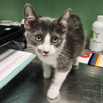 Domestic Short Hair Cats Available for Adoption in Austin, Texas - Pink Fog | PetCurious