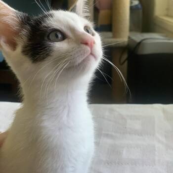 Bert -  Domestic Short Hair Cat for Adoption in Riverside, California - Bert | PetCurious