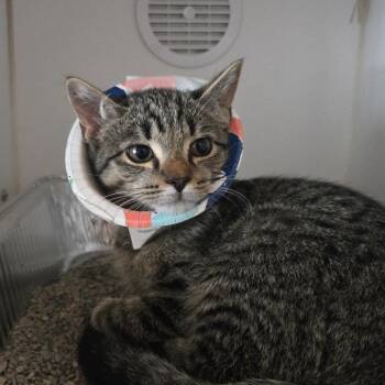 Aldi -  Domestic Short Hair Cat for Adoption in Dearborn, Michigan - Aldi | PetCurious