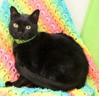 Domestic Short Hair Cats Available for Adoption in Largo, Florida - Lucy | PetCurious