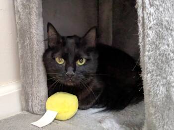 Domestic Medium Hair Cats Available for Adoption in Fairhope, Alabama - Raven | PetCurious