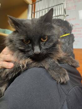 Maine Coon and Domestic Long Hair Cats Available for Adoption in Herndon, Virginia - Phantom | PetCurious