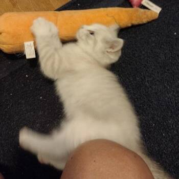 Dilly C12462 -  Domestic Medium Hair and Siamese Cat for Adoption - Dilly C12462 | PetCurious