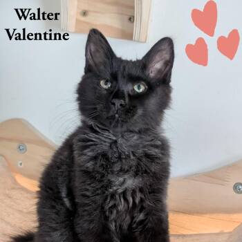 Walter Valentine -  Maine Coon and Domestic Short Hair Cat Available for Adoption in Fort Lauderdale, Florida - Walter Valentine | PetCurious